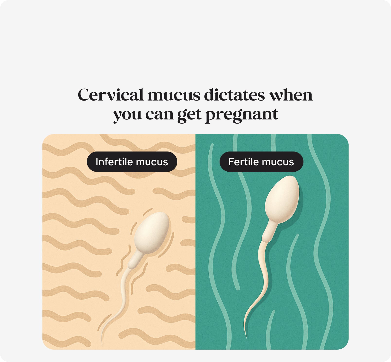 kegg fertility tracker and kegel ball